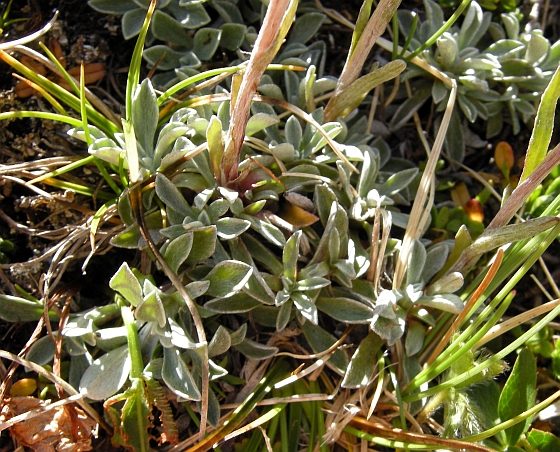 Antennaria dioica / Sempiterni di montagna
